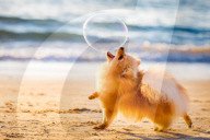 FEATURE - Die schönsten Hundeportraits