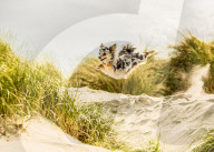 FEATURE - Die schönsten Hundeportraits
