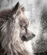 FEATURE - Die schönsten Hundeportraits