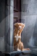 FEATURE - Die schönsten Hundeportraits
