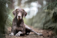 FEATURE - Die schönsten Hundeportraits
