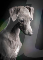 FEATURE - Die schönsten Hundeportraits