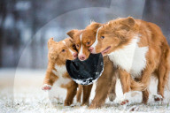 FEATURE - Die schönsten Hundeportraits
