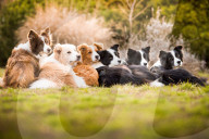 FEATURE - Die schönsten Hundeportraits
