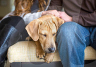 FEATURE - Die schönsten Hundeportraits