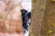 FEATURE - Die schönsten Hundeportraits