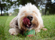FEATURE - Die schönsten Hundeportraits