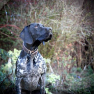FEATURE - Die schönsten Hundeportraits