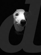 FEATURE - Die schönsten Hundeportraits