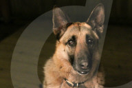 FEATURE - Die schönsten Hundeportraits