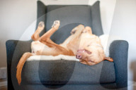 FEATURE - Die schönsten Hundeportraits