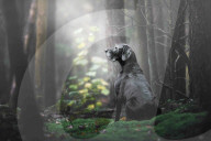 FEATURE - Die schönsten Hundeportraits