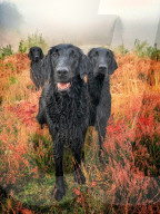 FEATURE - Die schönsten Hundeportraits