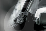 FEATURE - Die schönsten Hundeportraits