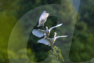 FEATURE - Pix of the Day: Die Bilder des Tages