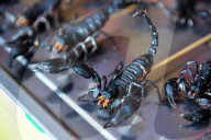 FEATURE - China: Leckere Insekten Snacks am Bier Festival in Qingdao