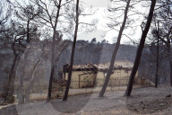NEWS - Griechenland: Verwüstung und Zerstörung nach heftigen Waldbränden