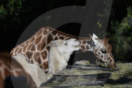 FEATURE - Smalltalk zwischen Dromedar und Giraffe