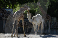 FEATURE - Smalltalk zwischen Dromedar und Giraffe