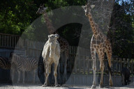 FEATURE - Smalltalk zwischen Dromedar und Giraffe