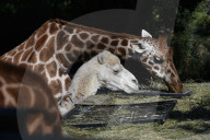 FEATURE - Smalltalk zwischen Dromedar und Giraffe