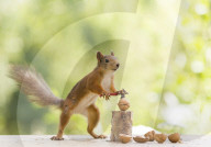 FEATURE - Talentierte  Nussknacker - Diese Eichörnchen  haben den Dreh raus