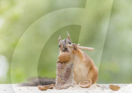 FEATURE - Talentierte  Nussknacker - Diese Eichörnchen  haben den Dreh raus