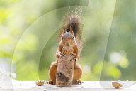 FEATURE - Talentierte  Nussknacker - Diese Eichörnchen  haben den Dreh raus