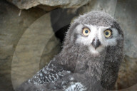 FEATURE - Kleine Schnee-Eule im Zoo von Labem