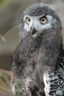 FEATURE - Kleine Schnee-Eule im Zoo von Labem