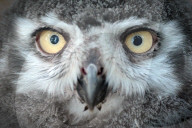 FEATURE - Kleine Schnee-Eule im Zoo von Labem