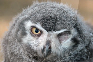 FEATURE - Kleine Schnee-Eule im Zoo von Labem