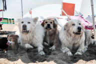FEATURE - In Maccarese darf der Hund mit an den Strand