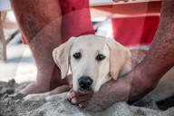 FEATURE - In Maccarese darf der Hund mit an den Strand
