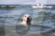 FEATURE - In Maccarese darf der Hund mit an den Strand