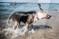 FEATURE - In Maccarese darf der Hund mit an den Strand