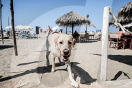FEATURE - In Maccarese darf der Hund mit an den Strand