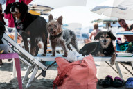FEATURE - In Maccarese darf der Hund mit an den Strand