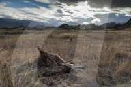 REPORTAGE - Ferndestination Patagonien