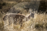REPORTAGE - Ferndestination Patagonien