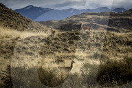 REPORTAGE - Ferndestination Patagonien