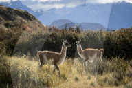 REPORTAGE - Ferndestination Patagonien