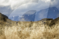 REPORTAGE - Ferndestination Patagonien