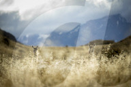 REPORTAGE - Ferndestination Patagonien