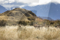REPORTAGE - Ferndestination Patagonien