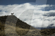 REPORTAGE - Ferndestination Patagonien