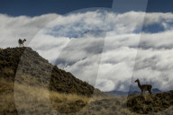 REPORTAGE - Ferndestination Patagonien