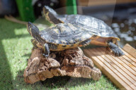 FEATURE -  Teenage Mutant Ninja Turtle-Superfan beherbergt 1000 Schildkröten