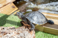 FEATURE -  Teenage Mutant Ninja Turtle-Superfan beherbergt 1000 Schildkröten