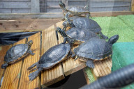 FEATURE -  Teenage Mutant Ninja Turtle-Superfan beherbergt 1000 Schildkröten